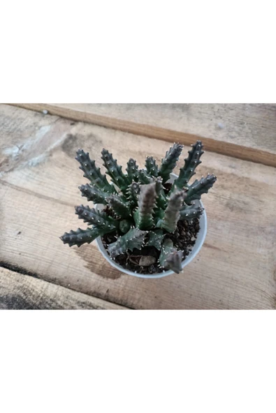 Stapelia Orbea(leş Kaktüs) 8.5cm ürün görseli 1