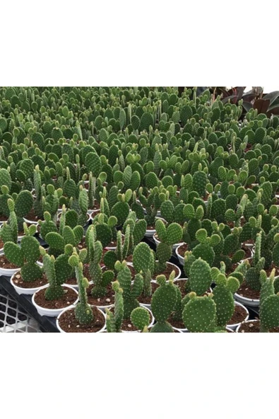 Opuntia Kaktüs Tavşan Kulağı 8.5 Cm Saksı ürün görseli 1