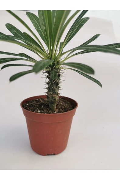 Madagaskar Palmiyesi - Resim 4