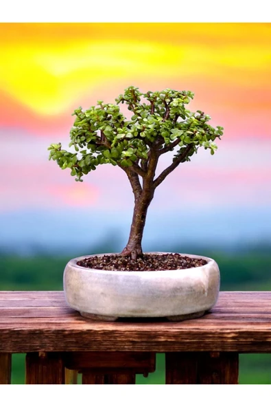 Bonsai saksısı ( Bonsai Hediyeli) ürün görseli 1