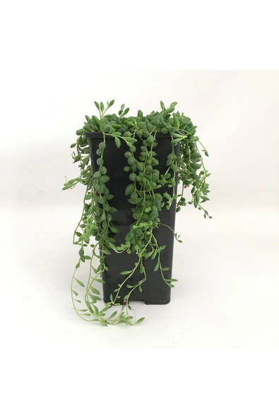 Saksılı Senecio Sukulent - Resim 7