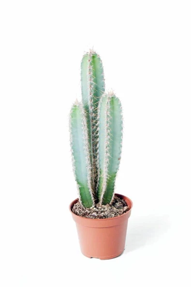 Cereus Forbesii - Özel Tür Kaktüs Sukulent - Ev Ofis Salon Iç Mekan Bitkisi ürün görseli 1