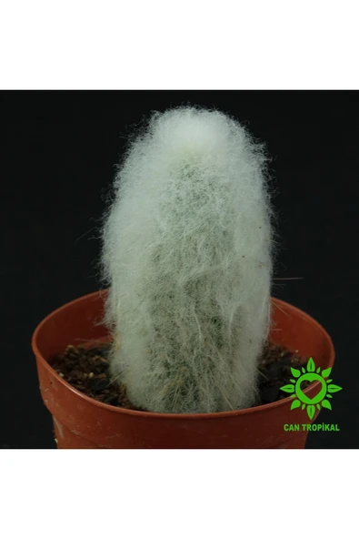 Cephalocereus Senilis, Çiçek Açan Sütun Kaktüs ürün görseli 1