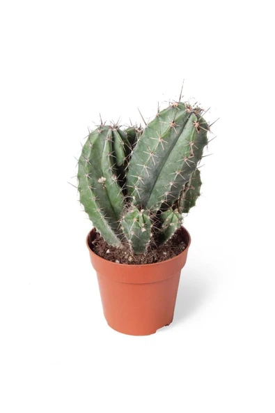 Polascia Chichipe Kaktüs 8,5 cm ürün görseli 1
