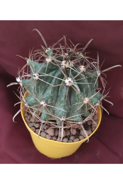 Ferocactus Latispinus-8,5 Cm Saksı-kaktüs-18h/33d ürün görseli 1