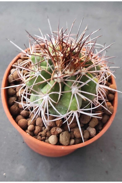 Melocactus Ferreophilu ürün görseli 1