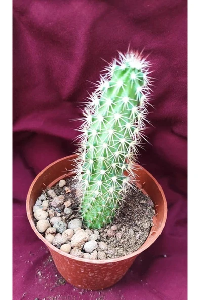 Kaktüs-18g/56-8,5 Cm Saksı ürün görseli 1