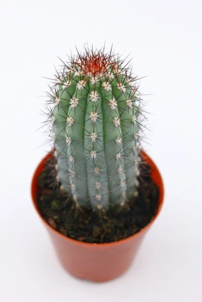 Mavi Sütun Kaktüs - 5.5 Cm Saksı - Resim 2