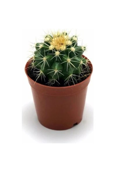 Echino Grusonii Kaktüs Çiçeği ürün görseli 1