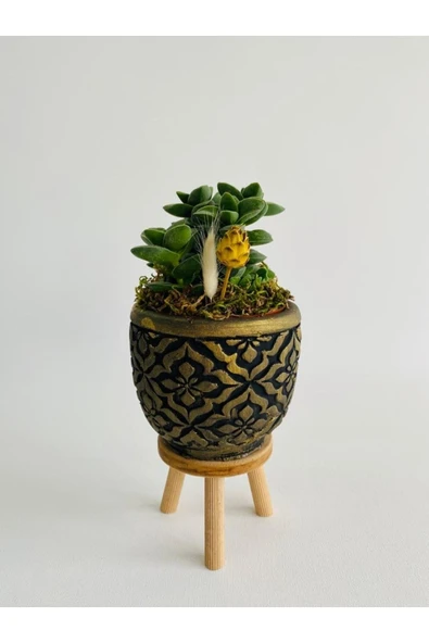 Siyah Mozaik Desenli Ayaklı Beton Saksıda Sukulent (crassula Springtime) Para Çiçeği ürün görseli 1