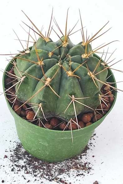 Melocactus-10.5 Cm Saksı-ref19a ürün görseli 1