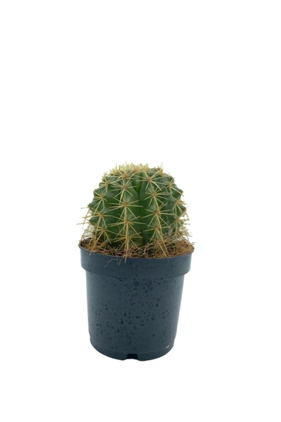 Echinocactus Grusonii Altın Fıçı Kaktüs Çap 12.5 ürün görseli 1