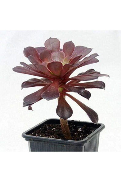 Tree Aeonium Radyasyon Emici Irlanda Gülü ürün görseli 1