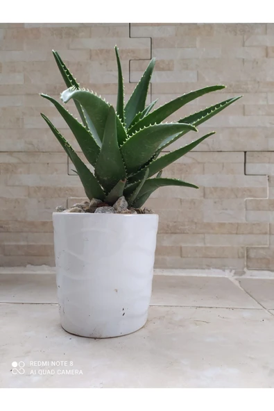 Porselen Saksıda Tıbbi Sarısabır ürün görseli 1