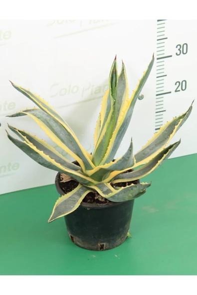 Agave Angustifolia + Kaktüs ürün görseli 1