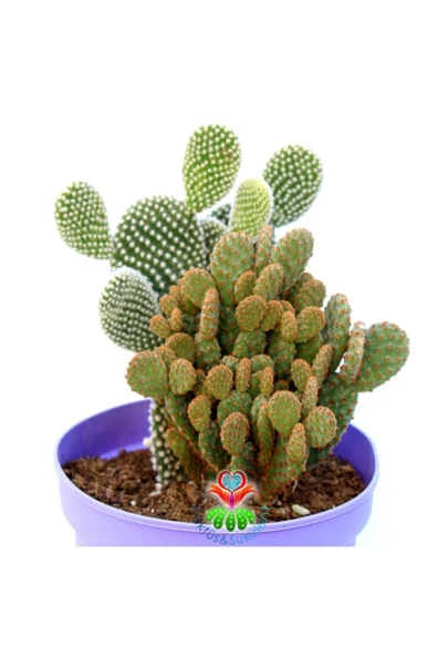 Dev Tavşan Kaktüs Opuntia Microdasys Ve Rufida--bir Saksıda İki Tür Opuntia 14 cm Saksıda ürün görseli 1