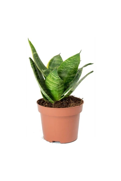 Sansevieria Trifasciata - Mini Peygamber / Paşa Kılıcı ürün görseli 1