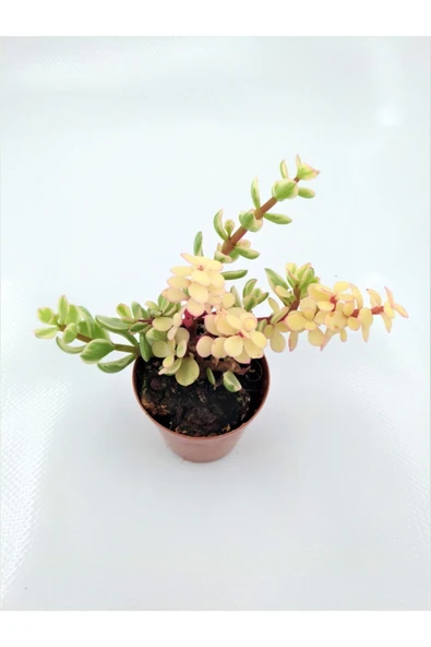 Portulacaria Afra Sukulent ürün görseli 1