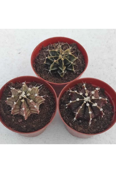 Gymnocalycium Mihanovichii 3 Lü Set ürün görseli 1