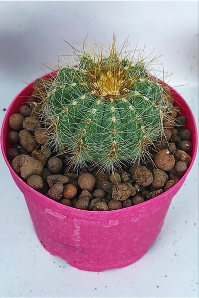 Notocactus Magnificus, Kaktüs, 8.5 Cm Saksı, (7/b-54) ürün görseli 1