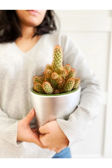 Mammillaria Elongata Kaktüs Gri Toprak Saksı ürün görseli 1