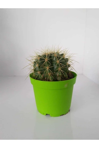 Echinocactus Grusoni Kaktüs ürün görseli 1