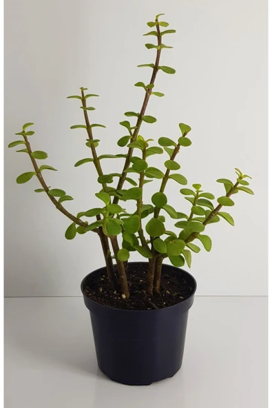 Bonsai Yeşim Ağacı Portulacaria Afra Sukulent 10 cm Saksıda Uzunluk 20-25 cm Arasıdır ürün görseli 1