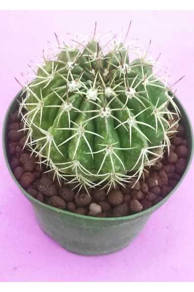Melocactus ürün görseli 1
