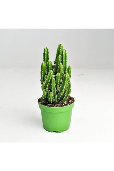 Cereus Peruvianus -florida-radrasyon ürün görseli 1