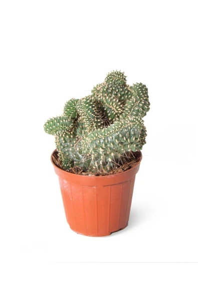 Opuntia Fulgida Cristata 8,5cm Ø - Kaktüs ürün görseli 1