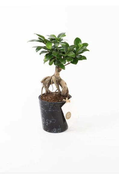Bonsai Ağacı ürün görseli 1