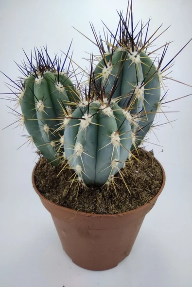 Stetsonia Coryne Kaktüs 13 Cm Capında Mavi Sütun Kaktüs ürün görseli 1