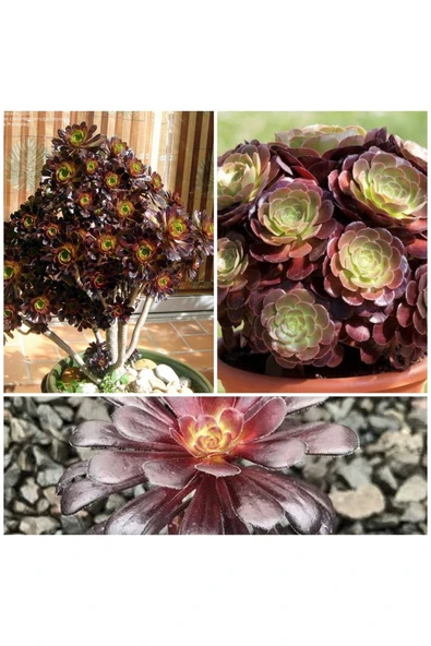 Geceleri De Oksijen Veren Black Rose Bonsai Fidesi 5.5 Saksıda ürün görseli 1