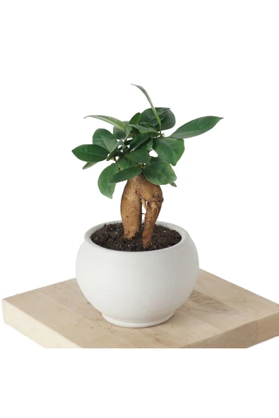 Bonsai Ficus Ginseng (Bonsai Sans & Bereket Agaci) ürün görseli 1