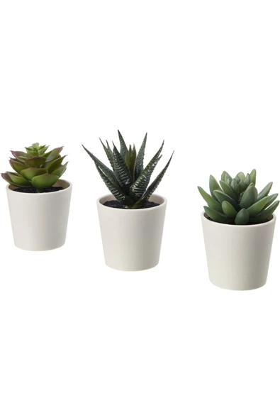 3 Seramik Saksıda 3 Canlı Kaktüs ürün görseli 1