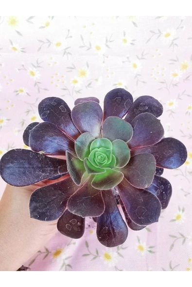Aeonium Arboreum ürün görseli 1