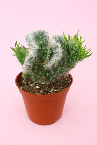 Opuntia Vestita Cristata ürün görseli 1