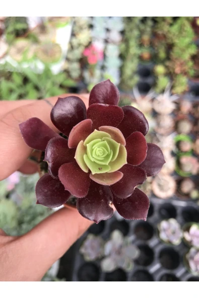 Kızıl Siyah Tür Aeonium Arboreum ürün görseli 1