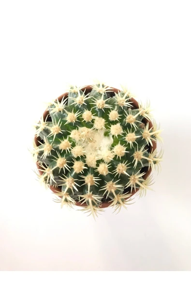 Echinocactus Grusonii Altın Fıçı Kaktüs Terakota Saksı Ile Birlikte 10.5 cm Rf28 ürün görseli 1