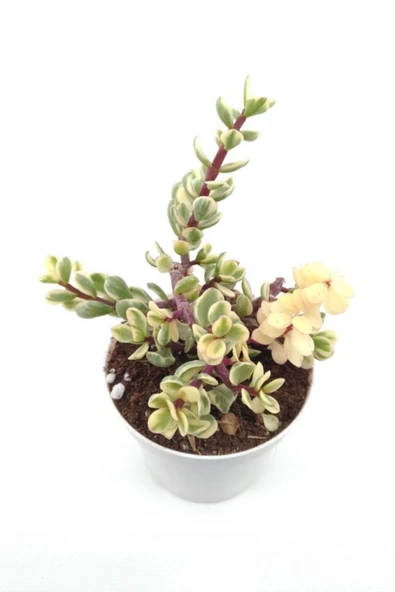 Portulacaria Afra Sukulent - 8.5 Cm Saksı ürün görseli 1