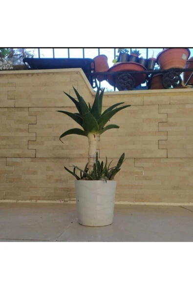 Seramik Saksıda Bonsai Sarısabır 1881 ürün görseli 1