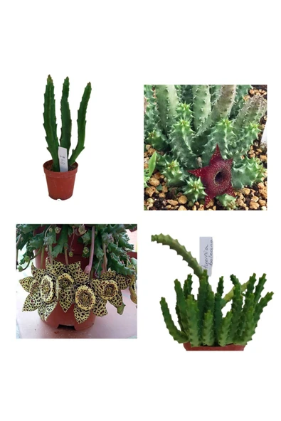 Leş Kaktüsü Hüernia Sc Hneideriana +stapelia-variegata Hüernia Boleana Huernia Boleona ürün görseli 1