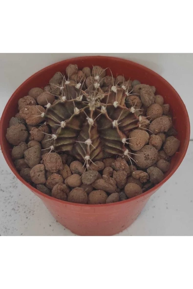 Dörtlü Gymnocalycium Mihanovichii Set - Resim 2