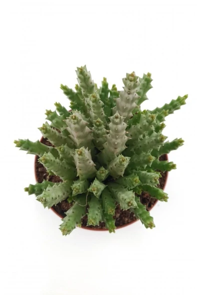 Leş Kaktüs - 8.5 Cm Saksıda - Resim 2