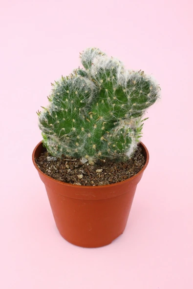 Opuntia Vestita Cristata - Resim 2