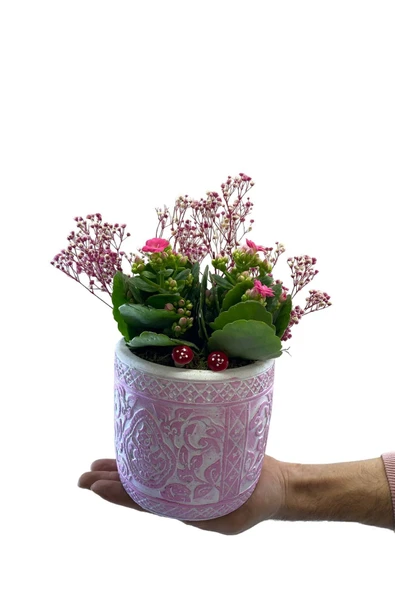 Dekoratif Saksıda Kalanchoe Şenliği - Resim 2