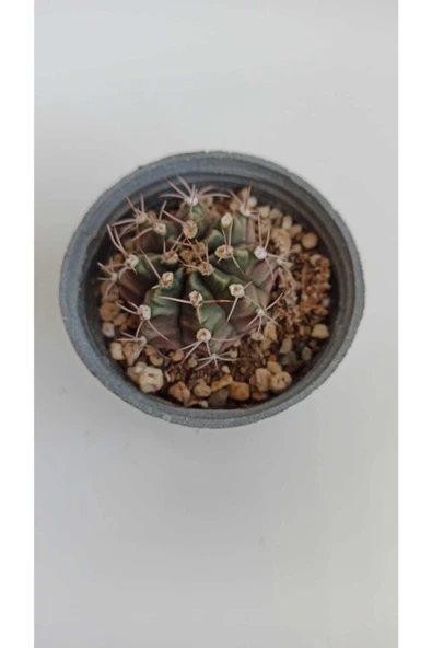 Gymnocalycium Mihanovichii 8,5 cm Saksıda ürün görseli 1