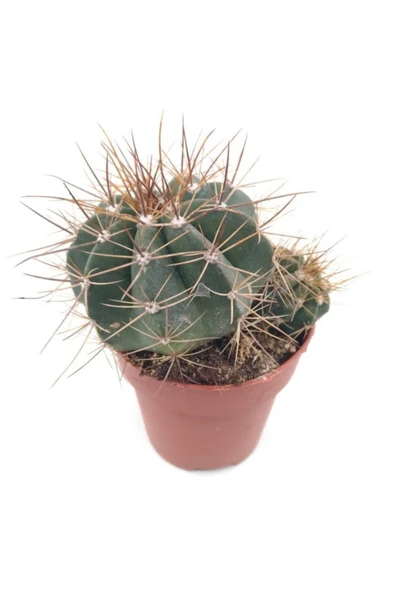 Melocactus Matanzanus (kırmızı Tepe) - 8.5 Cm Saksı ürün görseli 1