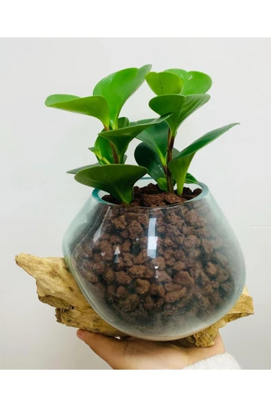 Cam Saksıda Peperomia - Resim 2