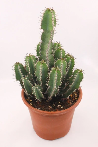 Euphorbia Polyacantha Kaktüs ürün görseli 1
